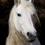 white_horse_looking_196