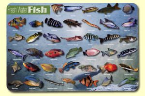 Fish_FreshWater(395)