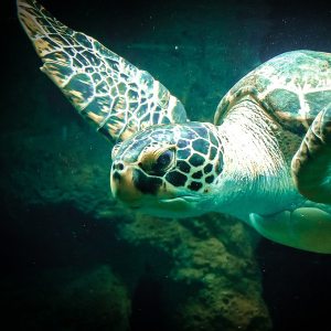 Sea Turtle - Reiki Fur Babies
