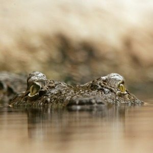 Attuning the Crocodiles Reiki Fur Babies