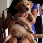 Reiki Attunement for Jesse the Golden