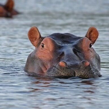 Attuning the Hippopotamus with Coryelle Kramer