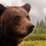 Kauai Brown bear