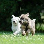 two-race-dogs-750570_1280