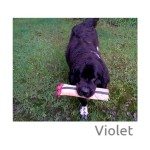 Violet